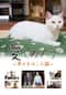 愛しのノラ　～幸せをはこぶ猫～
