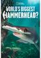 World's Biggest Hammerhead?