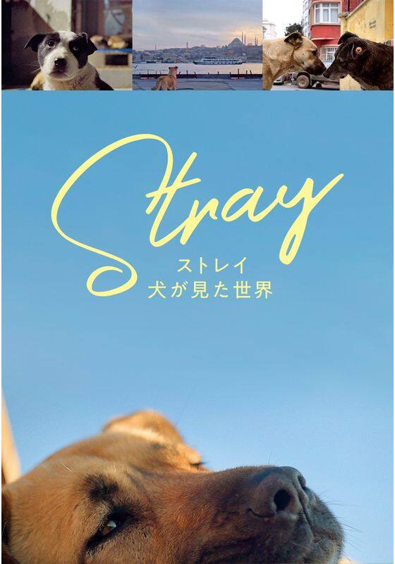 ストレイ　犬が見た世界