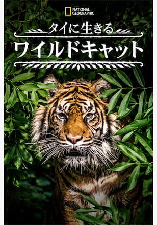 タイに生きるワイルドキャット