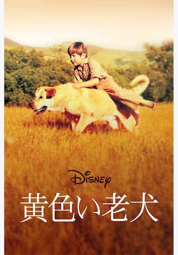 黄色い老犬