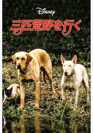 三匹荒野を行く
