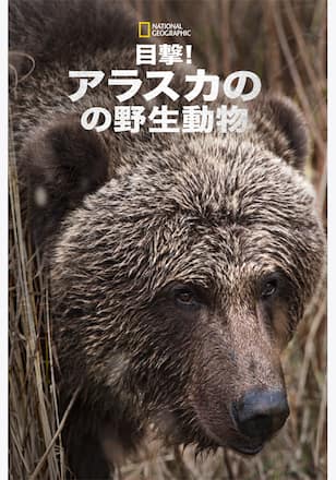 目撃！アラスカの野生動物 シーズン1