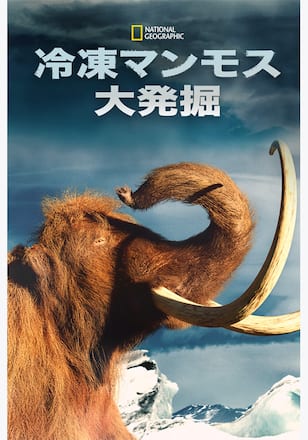 冷凍マンモス大発掘