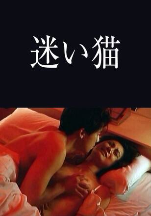 迷い猫
