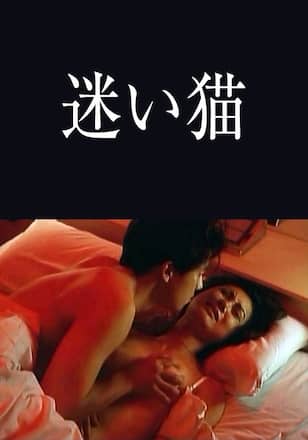 迷い猫
