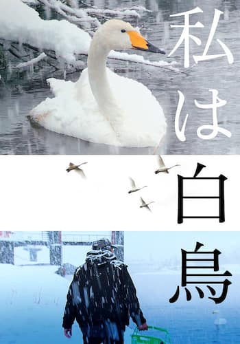 私は白鳥