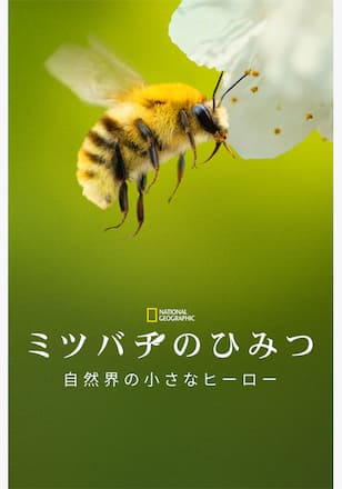 ミツバチのひみつ：自然界の小さなヒーロー シーズン1