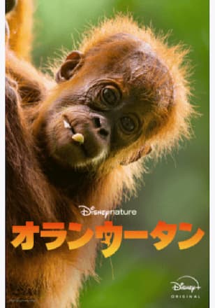 オランウータン